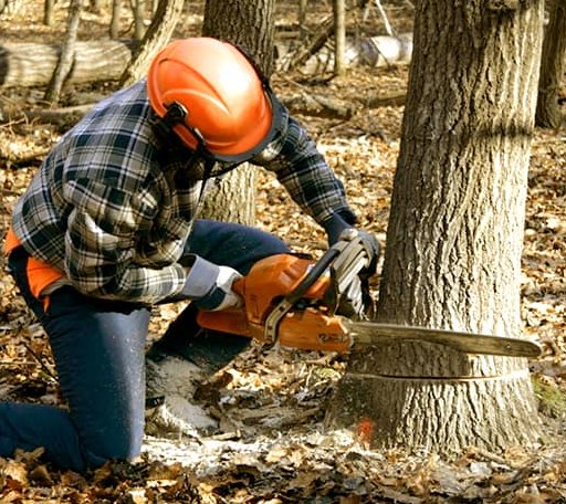 Tree Removal in Raleigh, MS